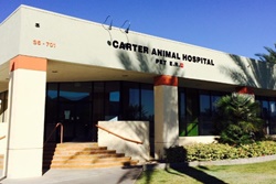 carter animal hospital veterinarians in cathedral city california