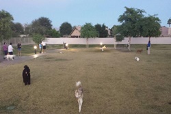 dog parks in indian wells