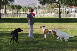 dog park in indian wells