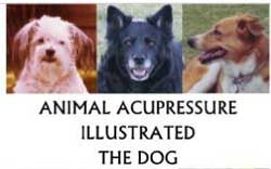 animal acupuncture for good pet health